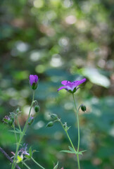 Morning field background with wild flowers. Wild flowers in a meadow nature.