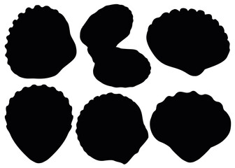 Mollusk shells in a set.