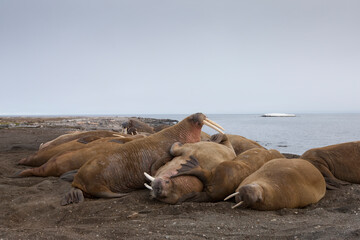 Walrus, Svalbard