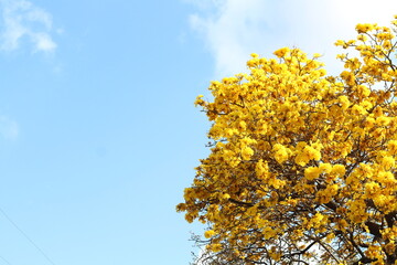 yellow flowers against blue sky
