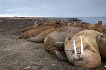 Walrus, Svalbard