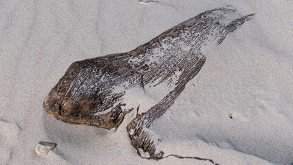 Flotsam on the beach of Graal-Müritz