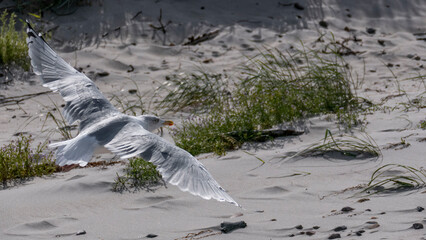 European herring gull flies on the coast over the sandy beach.