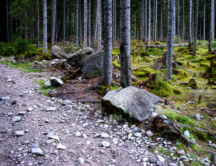 stone path at the edge of the forest