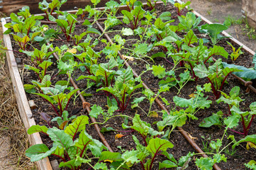 Organic garden with different types of green plants separated