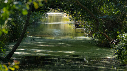 flowing water under trees in dierhagen