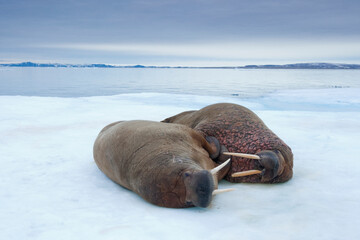 Walrus, Svalbard