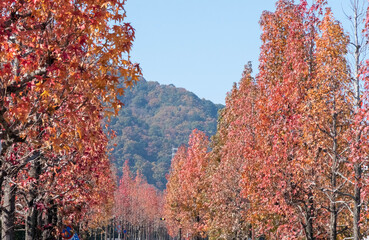 色づく街路樹