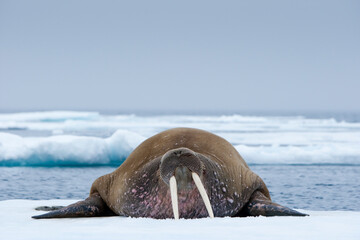 Walrus, Svalbard © Paul