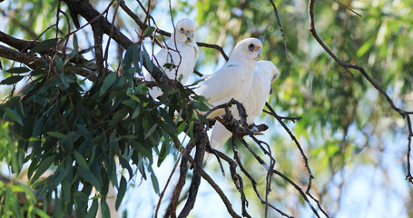 Fototapeta premium Long-billed Corella, Cacatua tenuirostris, resting
