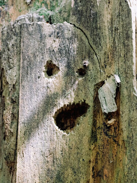 Tree trunk with eyes and mouth that looks like a human face, ghost