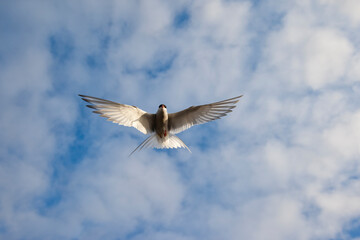 Arctic Tern, Svalbard, Norway