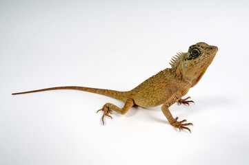 Grüner Nackenstachler (Acanthosaura capra) - Mountain horned dragon