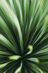 Fototapeta premium Green plant leafs background close up