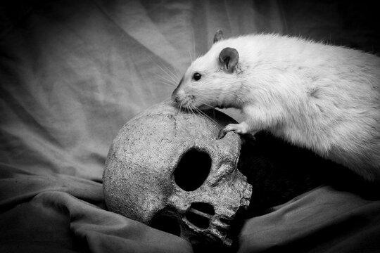 Pet Rat Human Skull