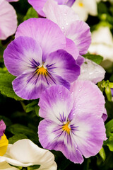 RITRATTO DI VIOLETTE