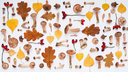 Fototapeta premium Beautiful seasonal autumn banner.Pattern of mushrooms honey agaric, yellow birch and brown oak leaves, acorns and red rose hips on white background, top view, flat lay. Vegetarian food