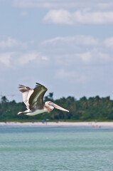 Fototapeta na wymiar side view, far distance of a brow pelican flying over tropical, sandy shoreline, in the gulf of Mexico , on a sunny afternoon