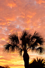 Fototapeta na wymiar front view, medium distance, of a tropical sunset with silhouettes of palm treat and colorful clouds 