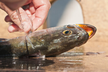 front view, close up of a fisherman cutting head off a Spanish mackerel fish at a tropical fish cleaning station, at a marina in the gulf of Mexico, on a sunny afternoon