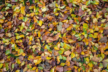 wet autumn leaves on meadow