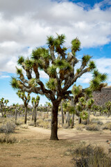 Obraz premium A Joshua Tree