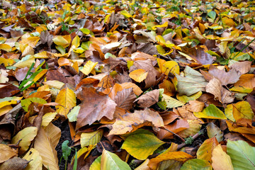 wet autumn leaves on meadow