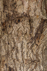 Bark of State Street Maple (Acer miyabei 'Morton')