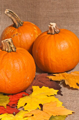 top, front view of three, local, ripe, freshly picked pumpkins with colorful, dried maple, leaves on a burlap table top cloth