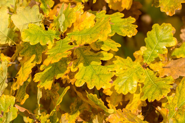 Autumn yellow leaves of oak tree in the park in autumn. Leaves in sun lights  on a sunny day
