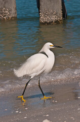 top, side view, medium distance of a snowy egret, walking along a tropical, sandy, beach and shoreline of topical waters in gulf of Mexico on sunny morning
