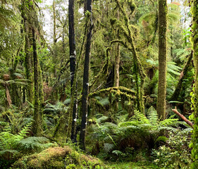 tropical forest in the jungle