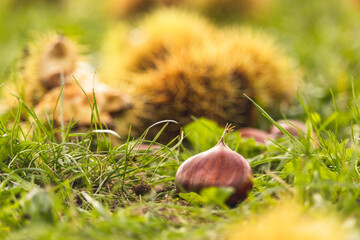 Obraz premium chestnuts on the grass