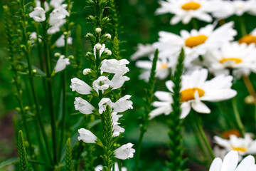 White field flower Finasterie on a green background. Hello summer