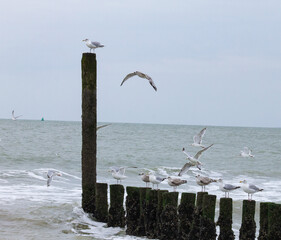 Group of seagulls on poles (wavebreakers), breaking waves