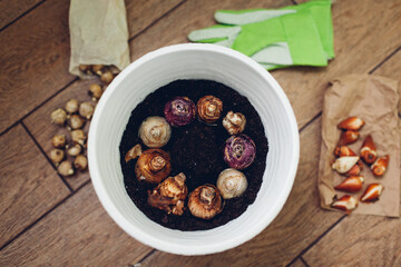 Growing spring bulbs in pot at home. Narcissus, hyacinth bulbs put in soil. Autumn gardening work. Hobby