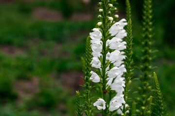 White field flower Finasterie on a green background. Hello summer