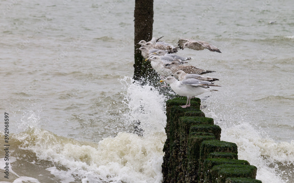 Wall mural group of seagulls on poles (wavebreakers), breaking waves