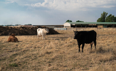 cows in a field