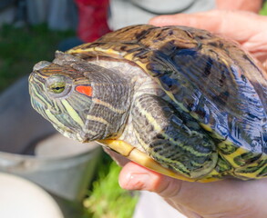 Sea turtle in human hands closeup