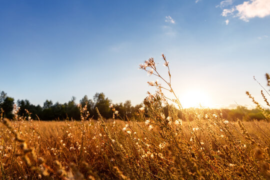 Abstract warm landscape of dry wildflower and grass meadow on warm golden hour sunset or sunrise time. Tranquil autumn fall nature field background. Soft golden hour sunlight at countryside