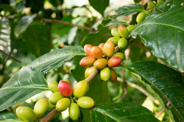 Planta y fruto del café, Coffea arábica