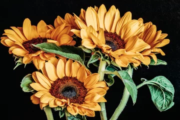 Malerische Sonnenblumen Nahaufnahme auf schwarzem Hintergrund © svetlanais
