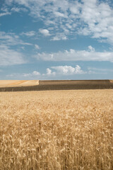 wheat field in the summer