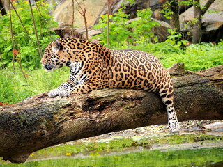 a leopard resting on a tree trunk above a pond, wild exotic animals, a beast of prey,