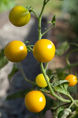 yellow cherry tomatoes grow