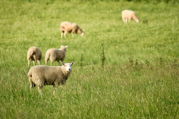Naklejka na ściany i meble Schafe auf einer Weide