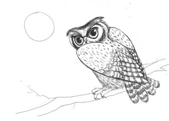 Owl on a pine branch is drawn with a black line on a white sheet
