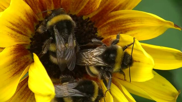 Leblos wirken die Hummeln auf der Sonnenblume (sie sind starr vor K&auml;lte und warten auf die Sonne)
