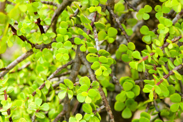 Elephant bushes, Portulacaria afra